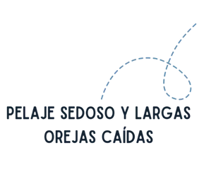 Pelaje Sedoso y largas orejas caídas