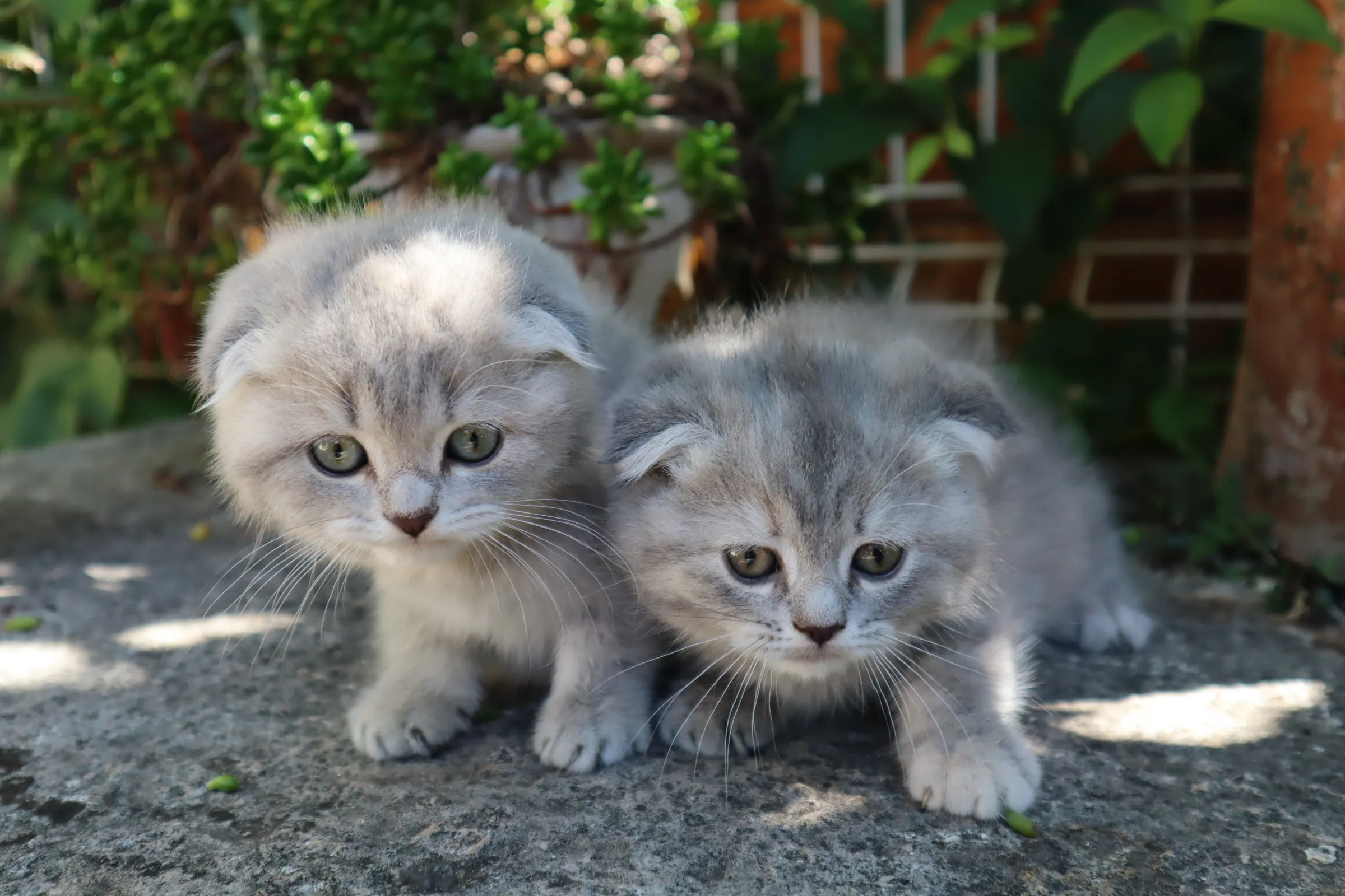 Scottish Fold Canarias