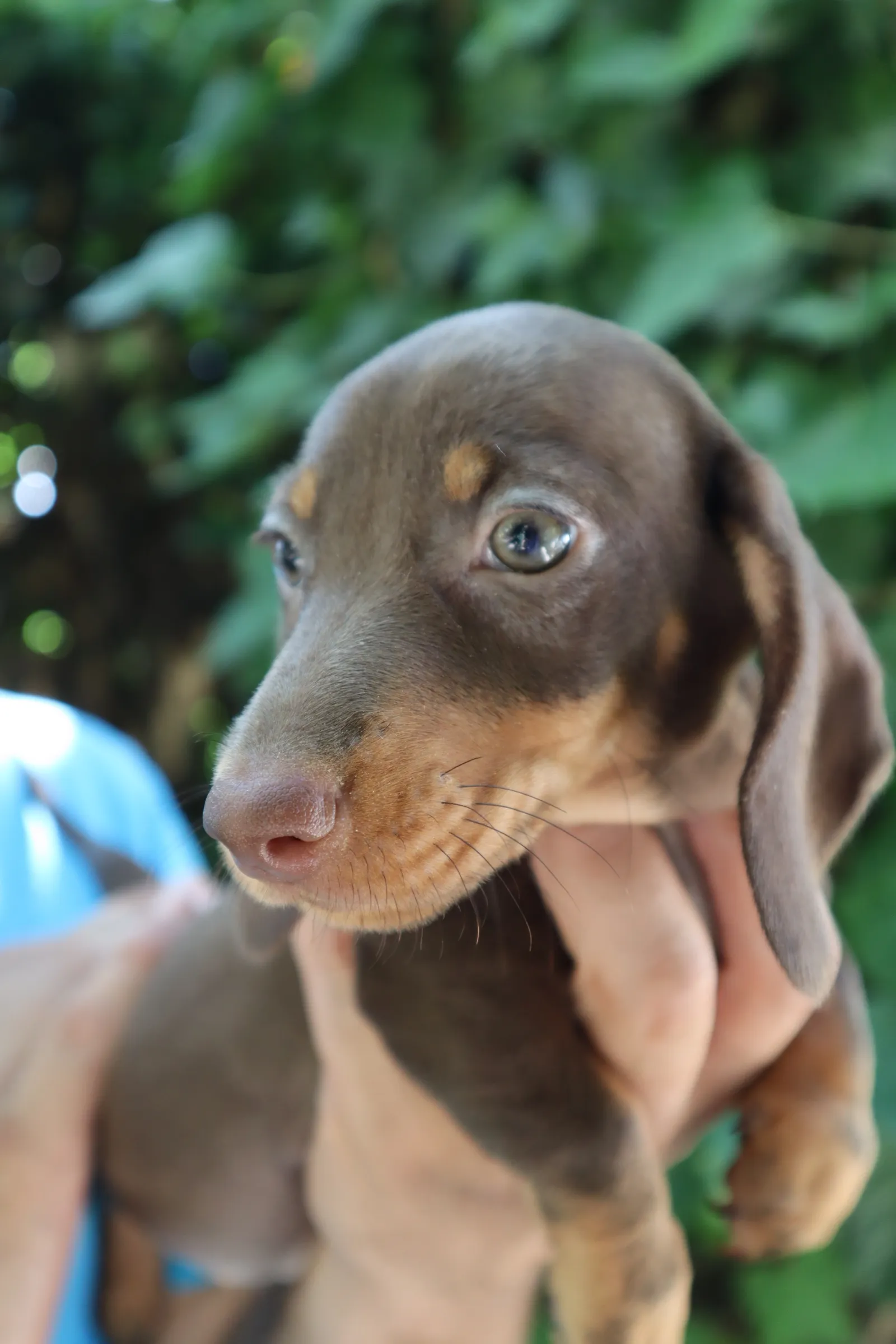 Teckel Kaninchen Canarias