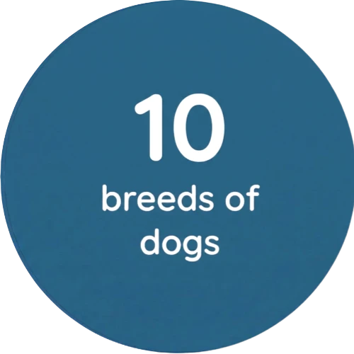 10 breeds of dogs