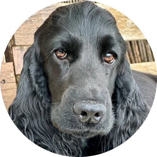 perro negro circulo